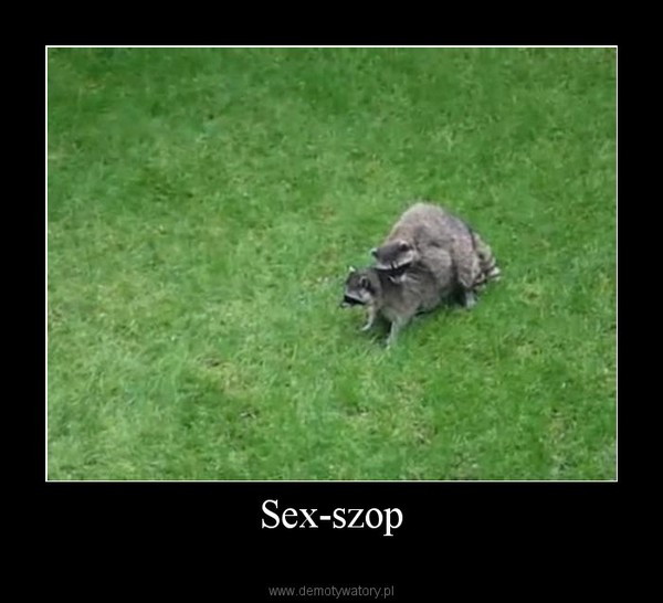Sex-szop