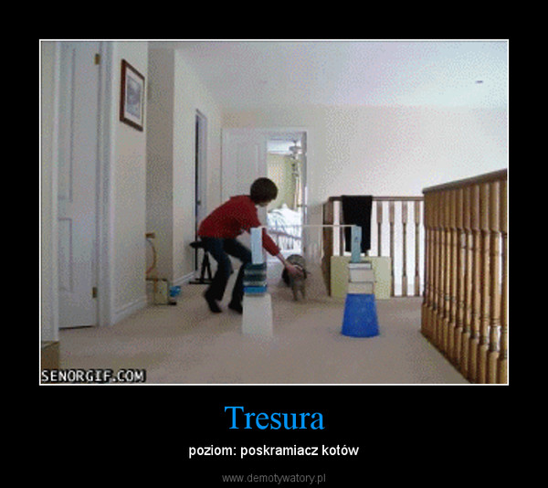 Tresura – poziom: poskramiacz kotów 