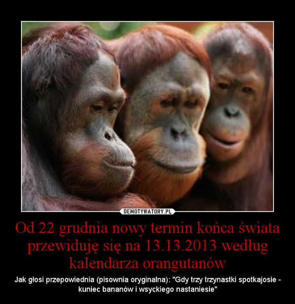 Od 22 grudnia nowy termin końca świata przewiduję się na 13.13.2013 według kalendarza orangutanów – Jak głosi przepowiednia (pisownia oryginalna): "Gdy trzy trzynastki spotkajosie - kuniec bananów i wsyckiego nastaniesie" 
