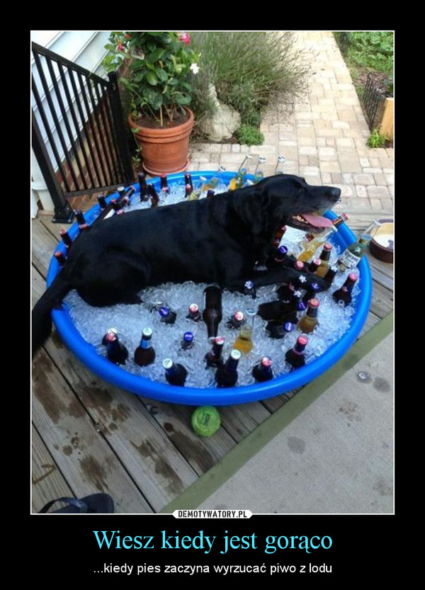 Wiesz kiedy jest gorąco – ...kiedy pies zaczyna wyrzucać piwo z lodu 