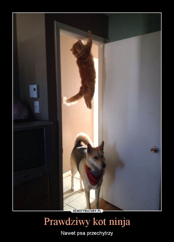 Prawdziwy kot ninja – Nawet psa przechytrzy 