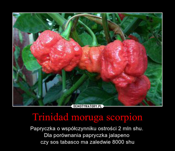 Trinidad moruga scorpion – Papryczka o współczynniku ostrości 2 mln shu. Dla porównania papryczka jalapeno czy sos tabasco ma zaledwie 8000 shu 