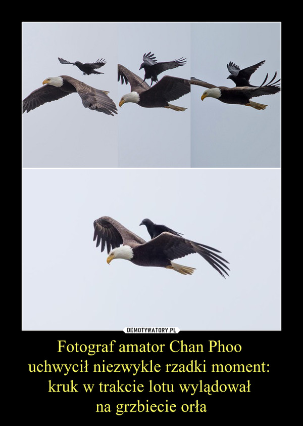 Fotograf amator Chan Phoo 
uchwycił niezwykle rzadki moment: 
kruk w trakcie lotu wylądował 
na grzbiecie orła