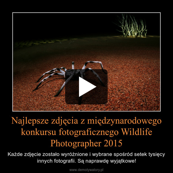 Najlepsze zdjęcia z międzynarodowego konkursu fotograficznego Wildlife Photographer 2015