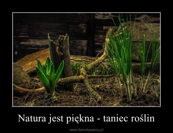Natura jest piękna - taniec roślin –  