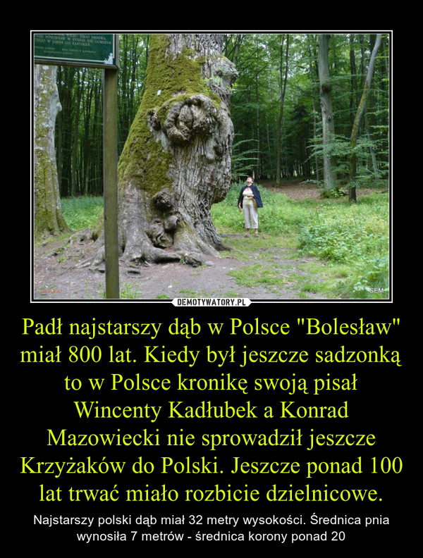 Padł najstarszy dąb w Polsce "Bolesław" miał 800 lat. Kiedy był jeszcze sadzonką to w Polsce kronikę swoją pisał Wincenty Kadłubek a Konrad Mazowiecki nie sprowadził jeszcze Krzyżaków do Polski. Jeszcze ponad 100 lat trwać miało rozbicie dzielni