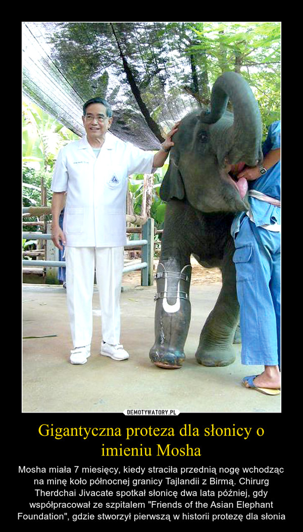 Gigantyczna proteza dla słonicy o imieniu Mosha