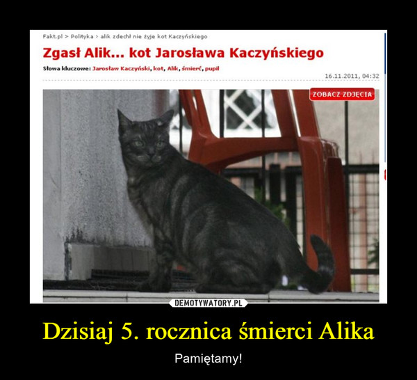 Dzisiaj 5. rocznica śmierci Alika – Pamiętamy! Zgasł Alik... kot Jarosława Kaczyńskiego