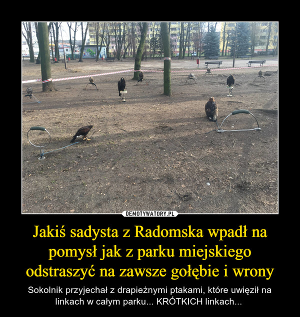 Jakiś sadysta z Radomska wpadł na pomysł jak z parku miejskiego odstraszyć na zawsze gołębie i wrony – Sokolnik przyjechał z drapieżnymi ptakami, które uwięził na linkach w całym parku... KRÓTKICH linkach...  