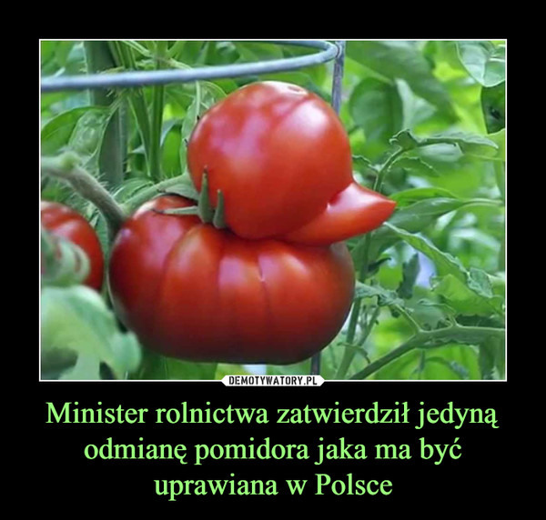 Minister rolnictwa zatwierdził jedyną odmianę pomidora jaka ma być uprawiana w Polsce –  