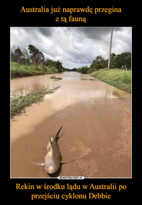Australia już naprawdę przegina
z tą fauną Rekin w środku lądu w Australii po przejściu cyklonu Debbie