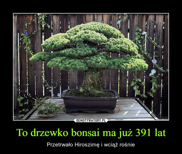 To drzewko bonsai ma już 391 lat – Przetrwało Hiroszimę i wciąż rośnie 