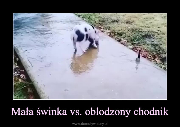 Mała świnka vs. oblodzony chodnik –  