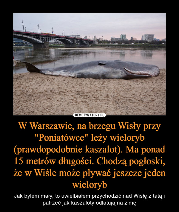 W Warszawie, na brzegu Wisły przy "Poniatówce" leży wieloryb (prawdopodobnie kaszalot). Ma ponad 15 metrów długości. Chodzą pogłoski,że w Wiśle może pływać jeszcze jeden wieloryb – Jak bylem mały, to uwielbiałem przychodzić nad Wisłę z tatą i patrzeć jak kaszaloty odlatują na zimę 