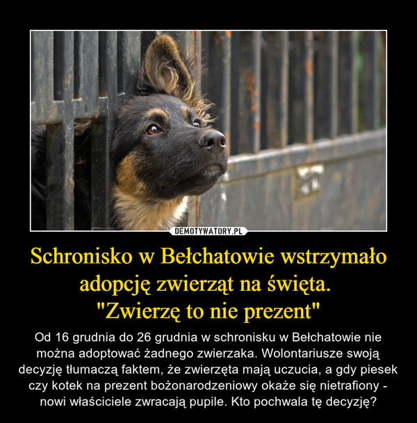 Schronisko w Bełchatowie wstrzymało adopcję zwierząt na święta. 
"Zwierzę to nie prezent"