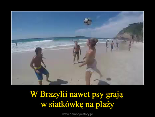 W Brazylii nawet psy grają w siatkówkę na plaży –  