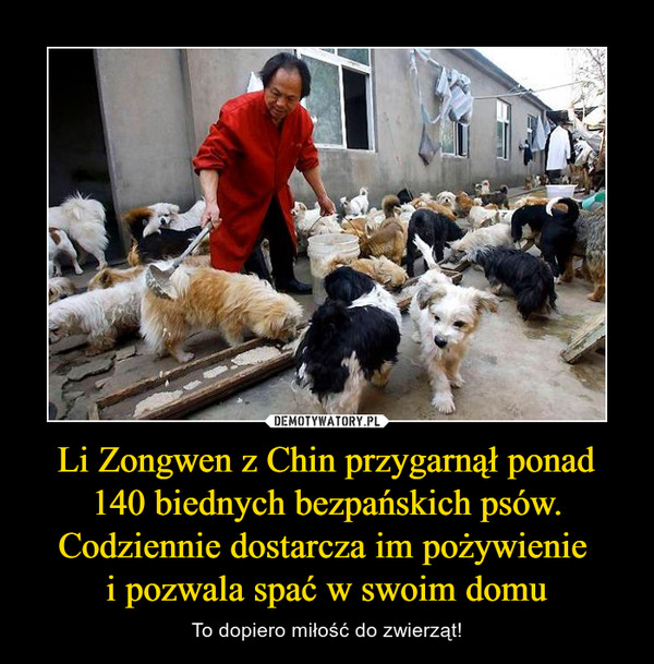 Li Zongwen z Chin przygarnął ponad 140 biednych bezpańskich psów. Codziennie dostarcza im pożywienie i pozwala spać w swoim domu – To dopiero miłość do zwierząt! 