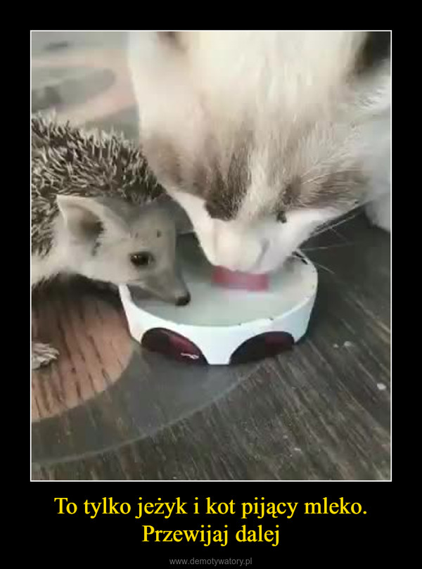 To tylko jeżyk i kot pijący mleko.Przewijaj dalej –  