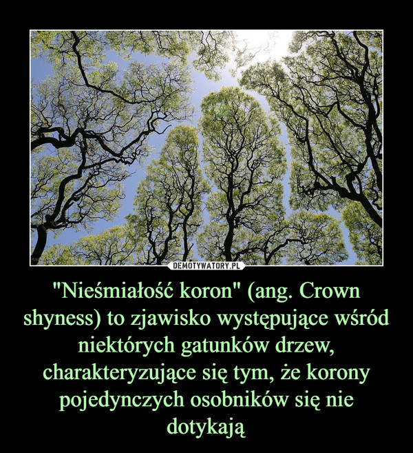 "Nieśmiałość koron" (ang. Crown shyness) to zjawisko występujące wśród niektórych gatunków drzew, charakteryzujące się tym, że korony pojedynczych osobników się nie dotykają