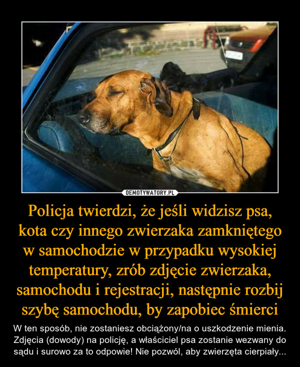 Policja twierdzi, że jeśli widzisz psa, kota czy innego zwierzaka zamkniętego w samochodzie w przypadku wysokiej temperatury, zrób zdjęcie zwierzaka, samochodu i rejestracji, następnie rozbij szybę samochodu, by zapobiec śmierci