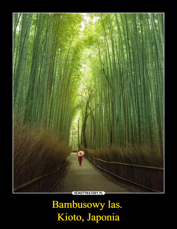 Bambusowy las. Kioto, Japonia –  