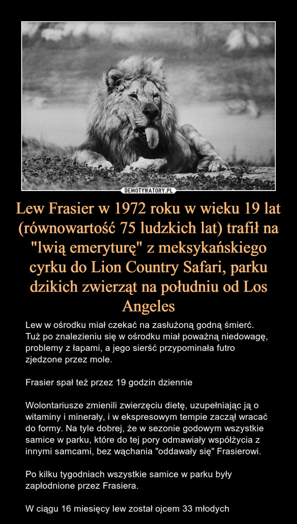 Lew Frasier w 1972 roku w wieku 19 lat (równowartość 75 ludzkich lat) trafił na "lwią emeryturę" z meksykańskiego cyrku do Lion Country Safari, parku dzikich zwierząt na południu od Los Angeles