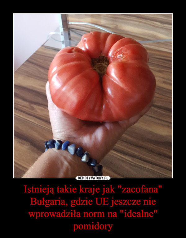 Istnieją takie kraje jak "zacofana" Bułgaria, gdzie UE jeszcze nie wprowadziła norm na "idealne" pomidory –  