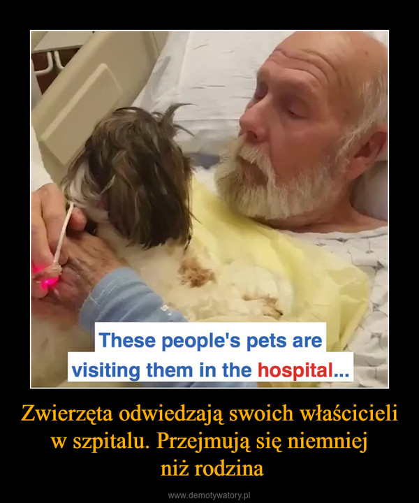 Zwierzęta odwiedzają swoich właścicieli w szpitalu. Przejmują się niemniej niż rodzina –  