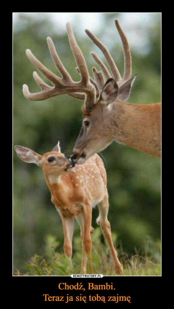 Chodź, Bambi.Teraz ja się tobą zajmę –  