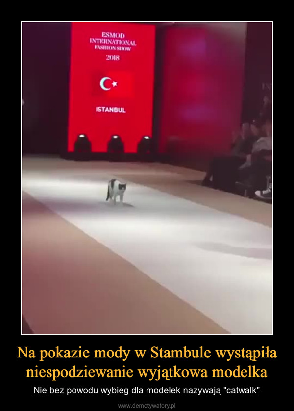 Na pokazie mody w Stambule wystąpiła niespodziewanie wyjątkowa modelka – Nie bez powodu wybieg dla modelek nazywają "catwalk" 