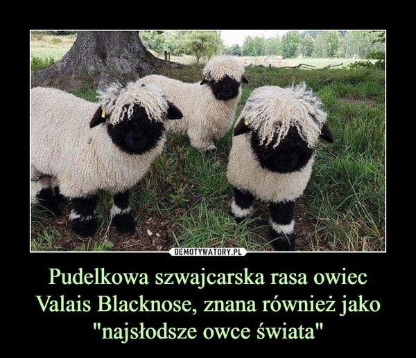 Pudelkowa szwajcarska rasa owiec Valais Blacknose, znana również jako "najsłodsze owce świata" –  
