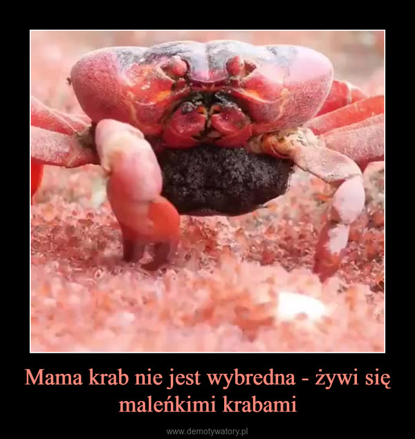 Mama krab nie jest wybredna - żywi się maleńkimi krabami –  
