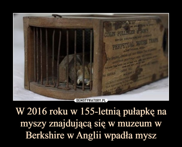 W 2016 roku w 155-letnią pułapkę na myszy znajdującą się w muzeum w Berkshire w Anglii wpadła mysz –  