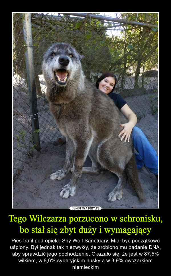 Tego Wilczarza porzucono w schronisku, bo stał się zbyt duży i wymagający – Pies trafił pod opiekę Shy Wolf Sanctuary. Miał być początkowo uśpiony. Był jednak tak niezwykły, że zrobiono mu badanie DNA, aby sprawdzić jego pochodzenie. Okazało się, że jest w 87,5% wilkiem, w 8,6% syberyjskim husky a w 3,9% owczarkiem niemieckim 
