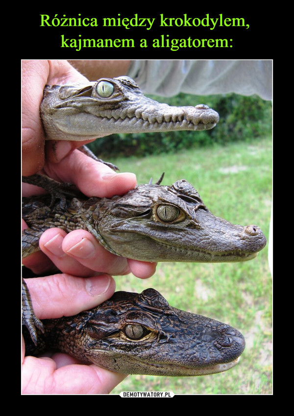 Różnica między krokodylem, 
kajmanem a aligatorem: