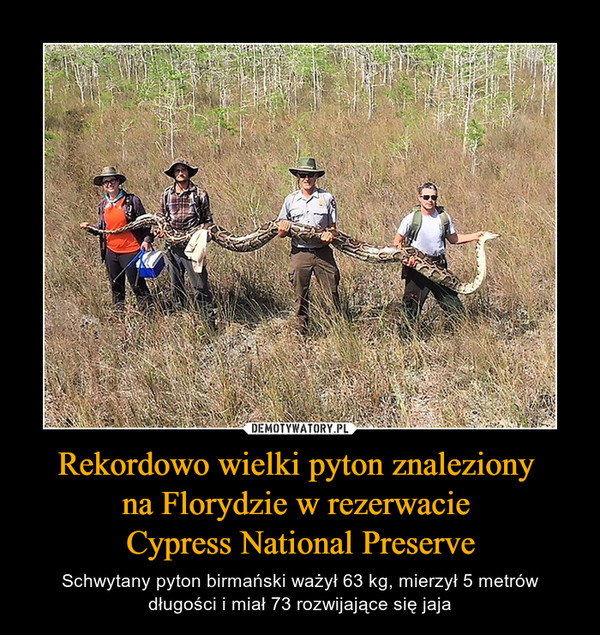 Rekordowo wielki pyton znaleziony 
na Florydzie w rezerwacie 
Cypress National Preserve