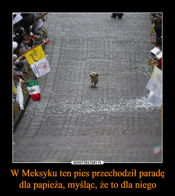 W Meksyku ten pies przechodził paradę dla papieża, myśląc, że to dla niego –  