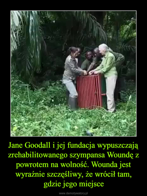 Jane Goodall i jej fundacja wypuszczają zrehabilitowanego szympansa Woundę z powrotem na wolność. Wounda jest wyraźnie szczęśliwy, że wrócił tam, gdzie jego miejsce –  