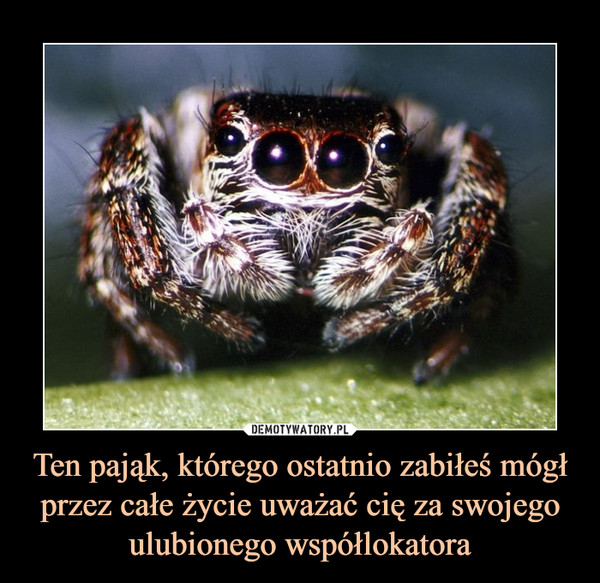 Ten pająk, którego ostatnio zabiłeś mógł przez całe życie uważać cię za swojego ulubionego współlokatora –  