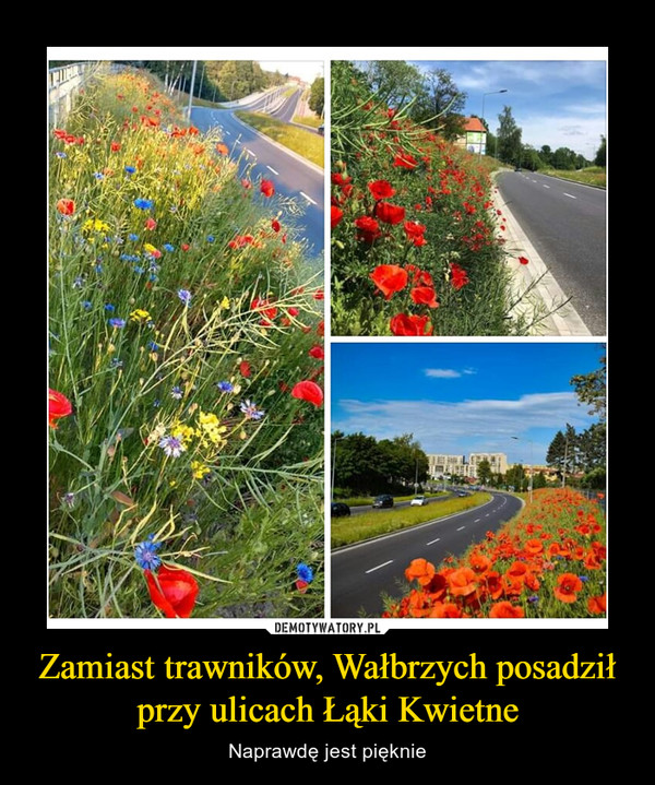 Zamiast trawników, Wałbrzych posadził przy ulicach Łąki Kwietne – Naprawdę jest pięknie 