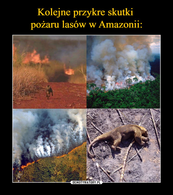 Kolejne przykre skutki 
pożaru lasów w Amazonii: