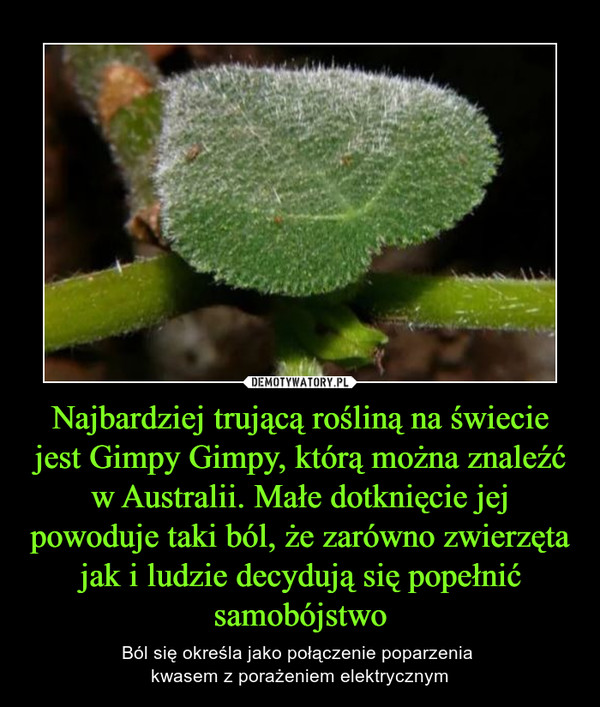 Najbardziej trującą rośliną na świecie jest Gimpy Gimpy, którą można znaleźć w Australii. Małe dotknięcie jej powoduje taki ból, że zarówno zwierzęta jak i ludzie decydują się popełnić samobójstwo – Ból się określa jako połączenie poparzenia kwasem z porażeniem elektrycznym 