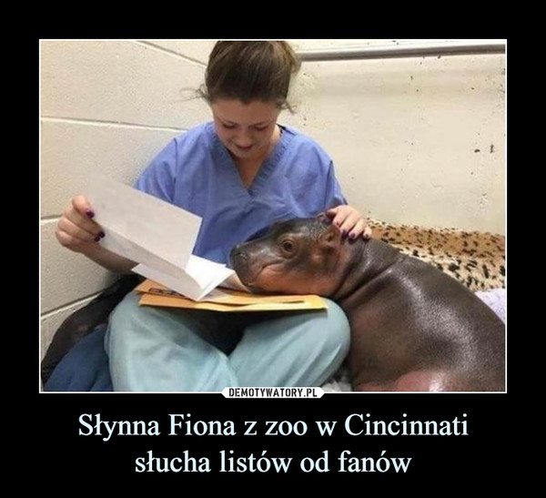 Słynna Fiona z zoo w Cincinnatisłucha listów od fanów –  