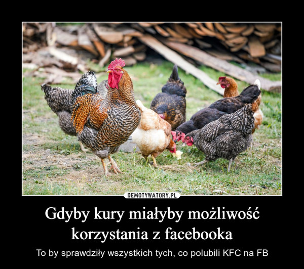 Gdyby kury miałyby możliwość korzystania z facebooka – To by sprawdziły wszystkich tych, co polubili KFC na FB 