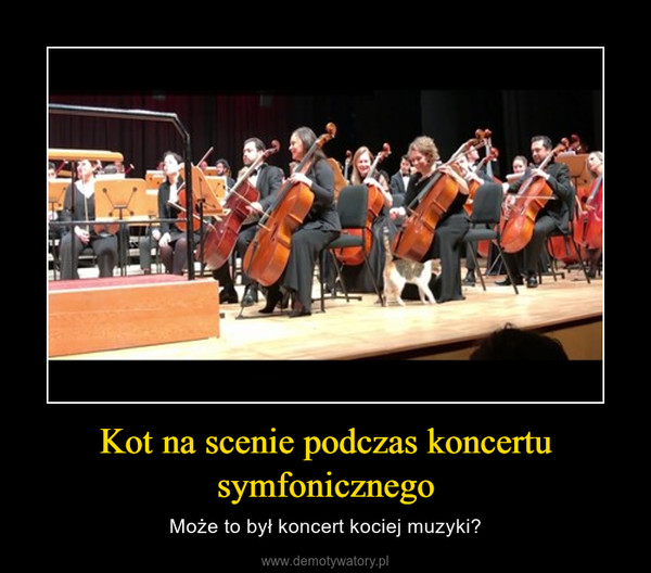 Kot na scenie podczas koncertu symfonicznego – Może to był koncert kociej muzyki? 