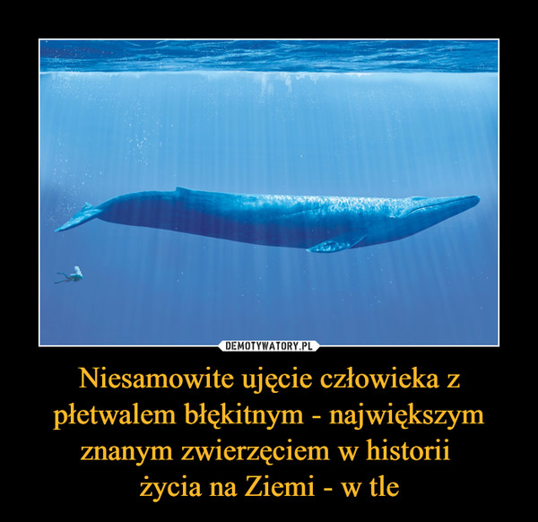 Niesamowite ujęcie człowieka z płetwalem błękitnym - największym znanym zwierzęciem w historii 
życia na Ziemi - w tle