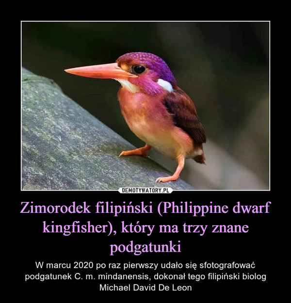 Zimorodek filipiński (Philippine dwarf kingfisher), który ma trzy znane podgatunki
