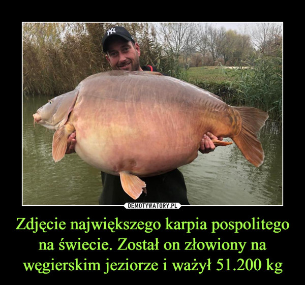Zdjęcie największego karpia pospolitego na świecie. Został on złowiony na węgierskim jeziorze i ważył 51.200 kg –  