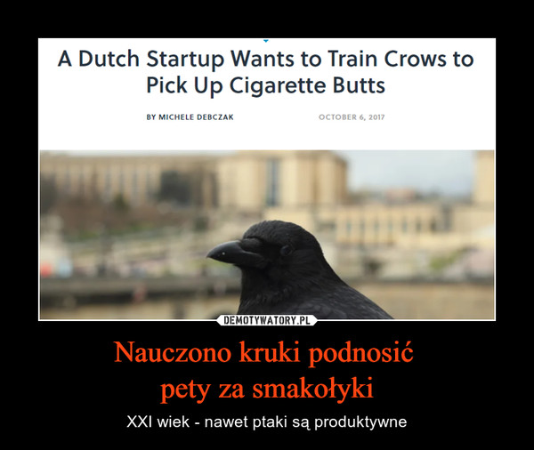Nauczono kruki podnosić pety za smakołyki – XXI wiek - nawet ptaki są produktywne A Dutch Startup wants to train crows to pick up cigarette butts