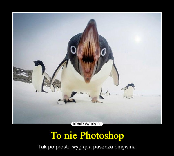 To nie Photoshop – Tak po prostu wygląda paszcza pingwina 